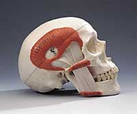 Functional Skull with Masticator Muscles - Lawyers & Judges Publishing Company, Inc.