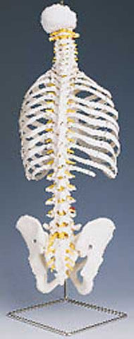 Classic Flexible Spine with Ribs - Lawyers & Judges Publishing Company, Inc.