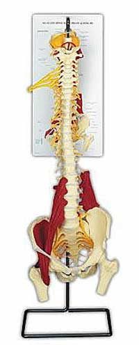 Basic Muscled Spine - Lawyers & Judges Publishing Company, Inc.