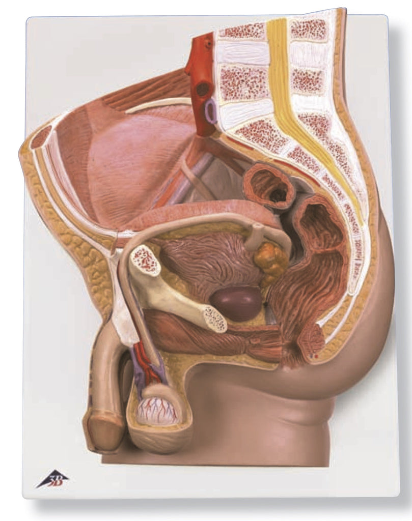 Male Pelvis - Lawyers & Judges Publishing Company, Inc.