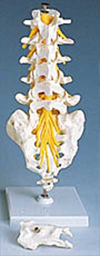 Lumbar Spinal Column - Lawyers & Judges Publishing Company, Inc.