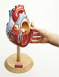 Giant Heart of America Model - Lawyers & Judges Publishing Company, Inc.