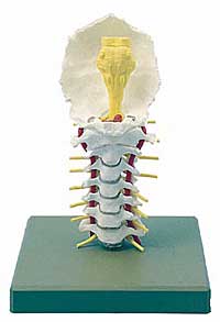 Cervical Spinal Column - Lawyers & Judges Publishing Company, Inc.
