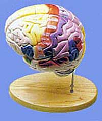 Giant Functional Brain - Lawyers & Judges Publishing Company, Inc.