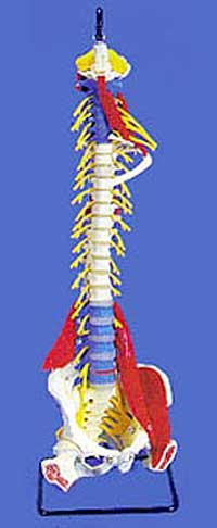 Deluxe Spinal Column with Muscles and Ligaments - Lawyers & Judges Publishing Company, Inc.