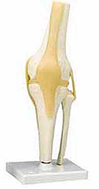 Functional Knee Joint - Lawyers & Judges Publishing Company, Inc.