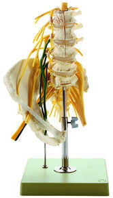Lumbar Spinal Column with Innervation - Lawyers & Judges Publishing Company, Inc.